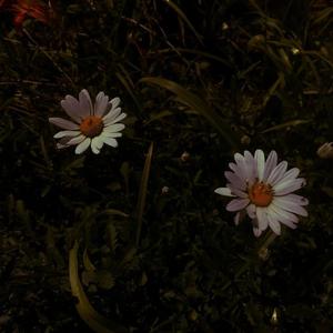 少年潘金莲的奶头好大
